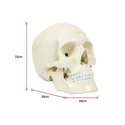 Life Size Anatomical Deluxe Human Skull Model Medical Skeleton Anatomy Replica V63-835561