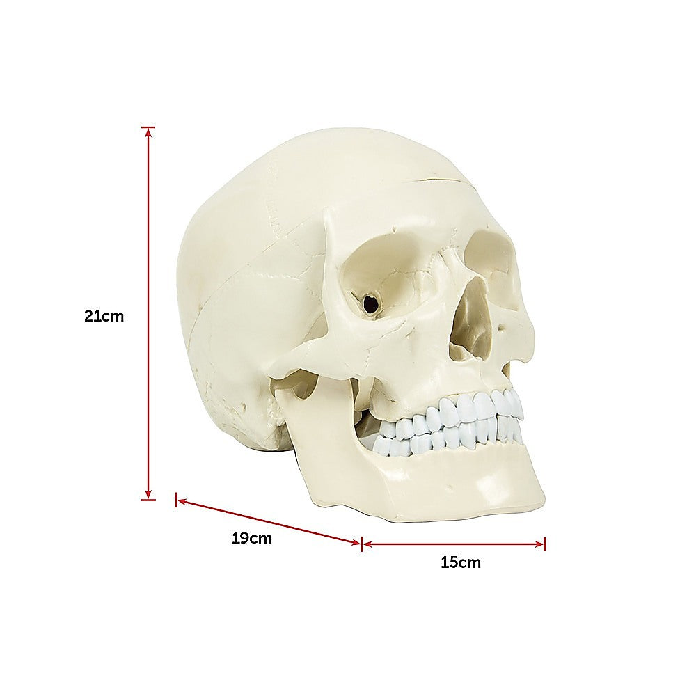 Life Size Anatomical Deluxe Human Skull Model Medical Skeleton Anatomy Replica V63-835561