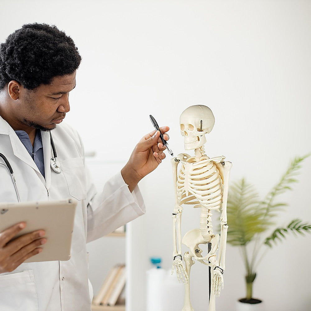 Anatomical 85cm Tall Human Skeleton with Stand Model - Medical Anatomy V63-835601