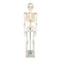 Anatomical 85cm Tall Human Skeleton with Stand Model - Medical Anatomy V63-835601