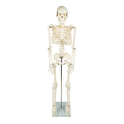 Anatomical 85cm Tall Human Skeleton with Stand Model - Medical Anatomy V63-835601