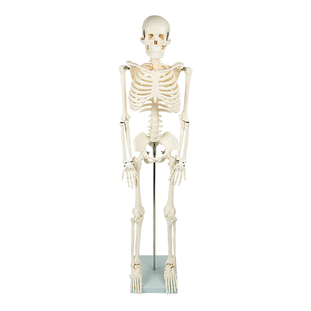 Anatomical 85cm Tall Human Skeleton with Stand Model - Medical Anatomy V63-835601