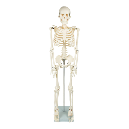 Anatomical 85cm Tall Human Skeleton with Stand Model - Medical Anatomy V63-835601