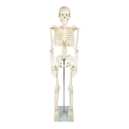 Anatomical 85cm Tall Human Skeleton with Stand Model - Medical Anatomy V63-835601