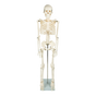 Anatomical 85cm Tall Human Skeleton with Stand Model - Medical Anatomy V63-835601