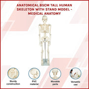 Anatomical 85cm Tall Human Skeleton with Stand Model - Medical Anatomy V63-835601