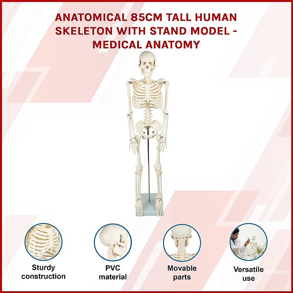 Anatomical 85cm Tall Human Skeleton with Stand Model - Medical Anatomy V63-835601