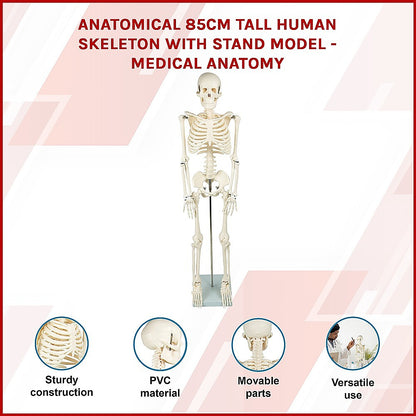 Anatomical 85cm Tall Human Skeleton with Stand Model - Medical Anatomy V63-835601
