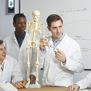 Anatomical 85cm Tall Human Skeleton with Stand Model - Medical Anatomy V63-835601