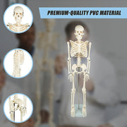 Anatomical 85cm Tall Human Skeleton with Stand Model - Medical Anatomy V63-835601