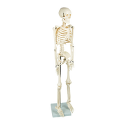 Anatomical 85cm Tall Human Skeleton with Stand Model - Medical Anatomy V63-835601