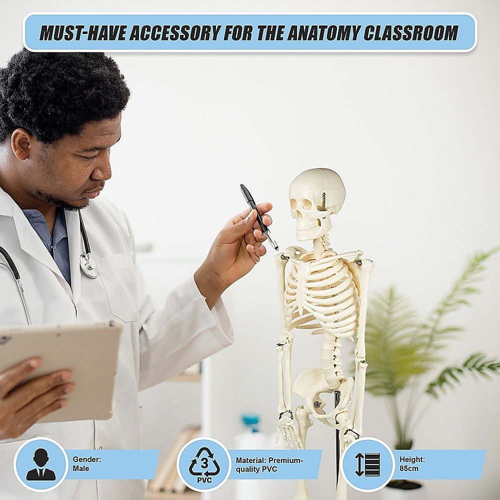Anatomical 85cm Tall Human Skeleton with Stand Model - Medical Anatomy V63-835601