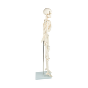 Anatomical 85cm Tall Human Skeleton with Stand Model - Medical Anatomy V63-835601