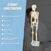 Anatomical 85cm Tall Human Skeleton with Stand Model - Medical Anatomy V63-835601