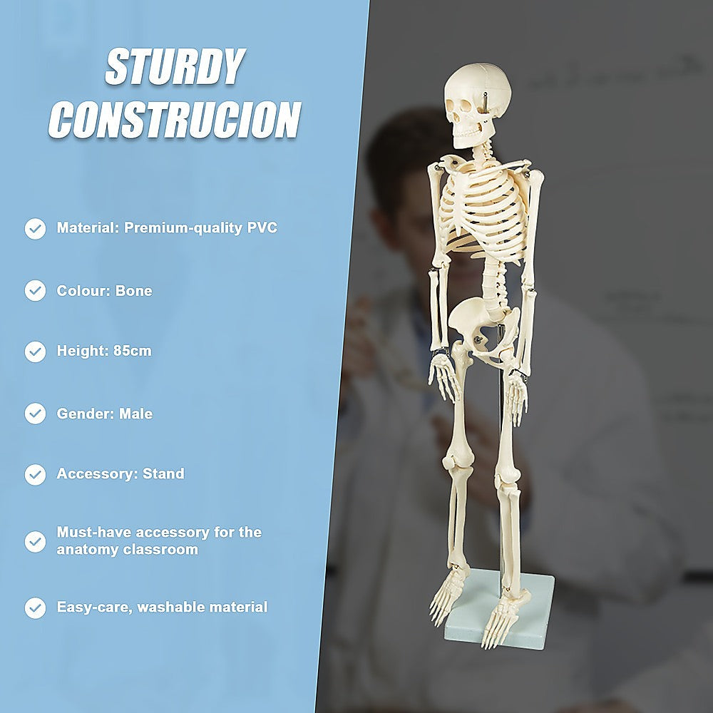 Anatomical 85cm Tall Human Skeleton with Stand Model - Medical Anatomy V63-835601