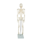 Anatomical 85cm Tall Human Skeleton with Stand Model - Medical Anatomy V63-835601