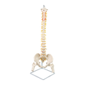Life Size Flexible Spine Pelvis & Femur Model - Anatomical Skeleton Display V63-835611