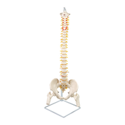 Life Size Flexible Spine Pelvis & Femur Model - Anatomical Skeleton Display V63-835611