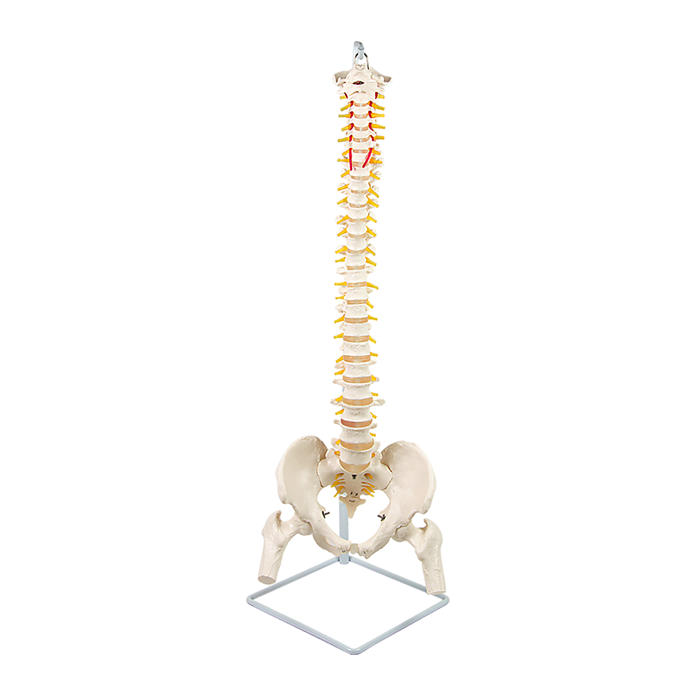 Life Size Flexible Spine Pelvis & Femur Model - Anatomical Skeleton Display V63-835611