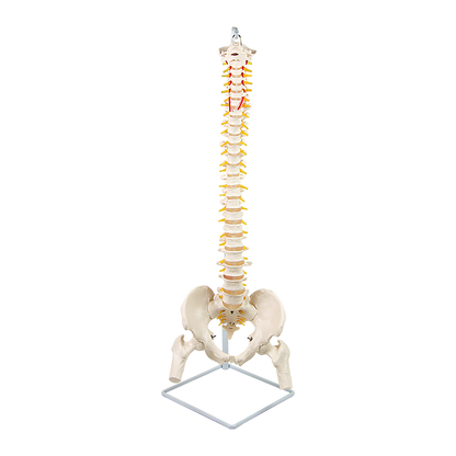 Life Size Flexible Spine Pelvis & Femur Model - Anatomical Skeleton Display V63-835611