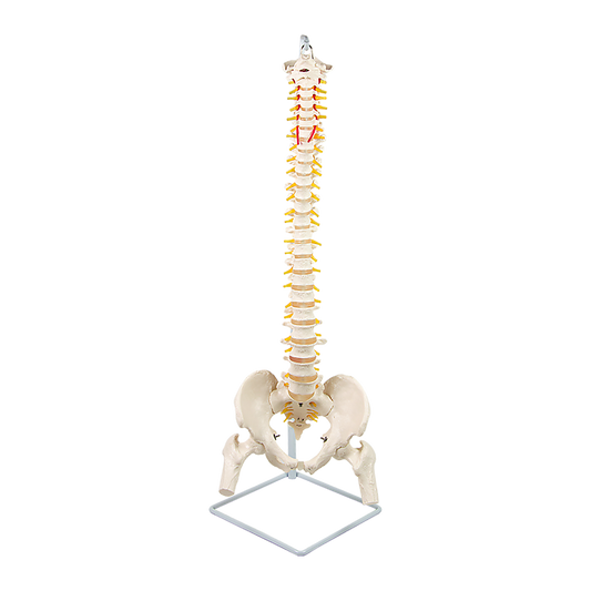 Life Size Flexible Spine Pelvis & Femur Model - Anatomical Skeleton Display V63-835611
