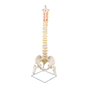 Life Size Flexible Spine Pelvis & Femur Model - Anatomical Skeleton Display V63-835611