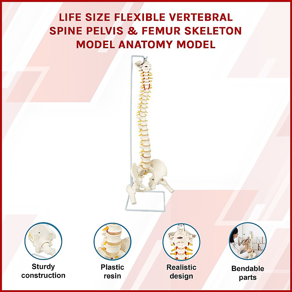Life Size Flexible Spine Pelvis & Femur Model - Anatomical Skeleton Display V63-835611