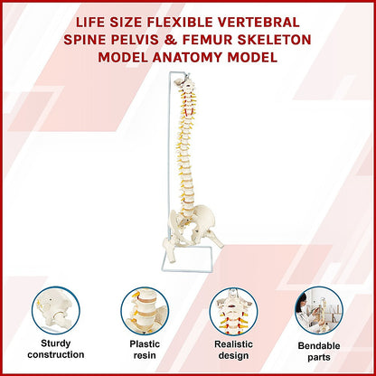 Life Size Flexible Spine Pelvis & Femur Model - Anatomical Skeleton Display V63-835611