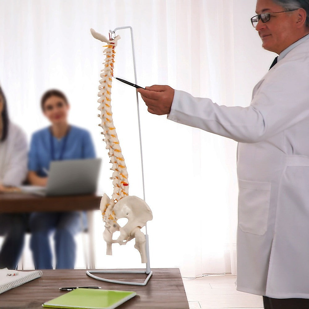 Life Size Flexible Spine Pelvis & Femur Model - Anatomical Skeleton Display V63-835611