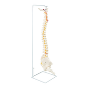 Life Size Flexible Spine Pelvis & Femur Model - Anatomical Skeleton Display V63-835611