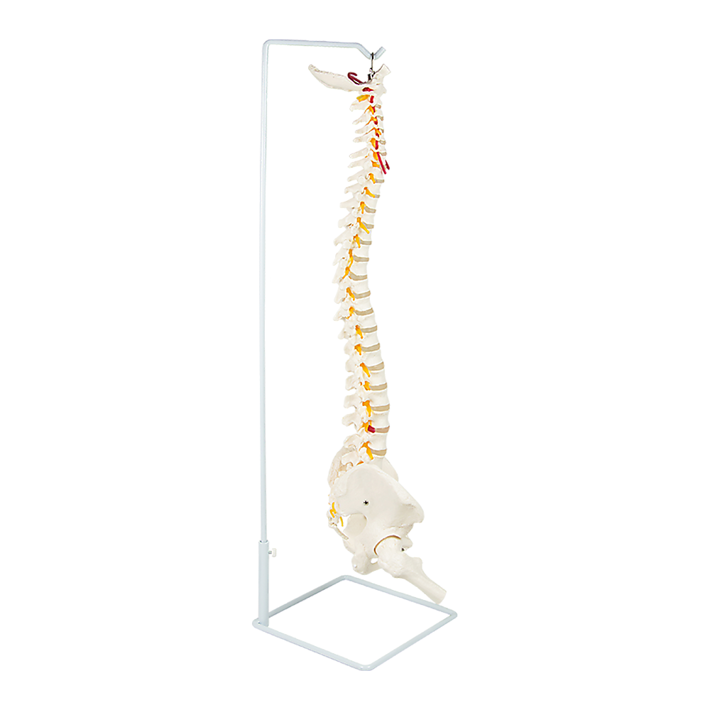 Life Size Flexible Spine Pelvis & Femur Model - Anatomical Skeleton Display V63-835611