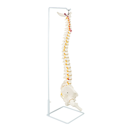 Life Size Flexible Spine Pelvis & Femur Model - Anatomical Skeleton Display V63-835611