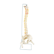 Life Size Flexible Spine Pelvis & Femur Model - Anatomical Skeleton Display V63-835611