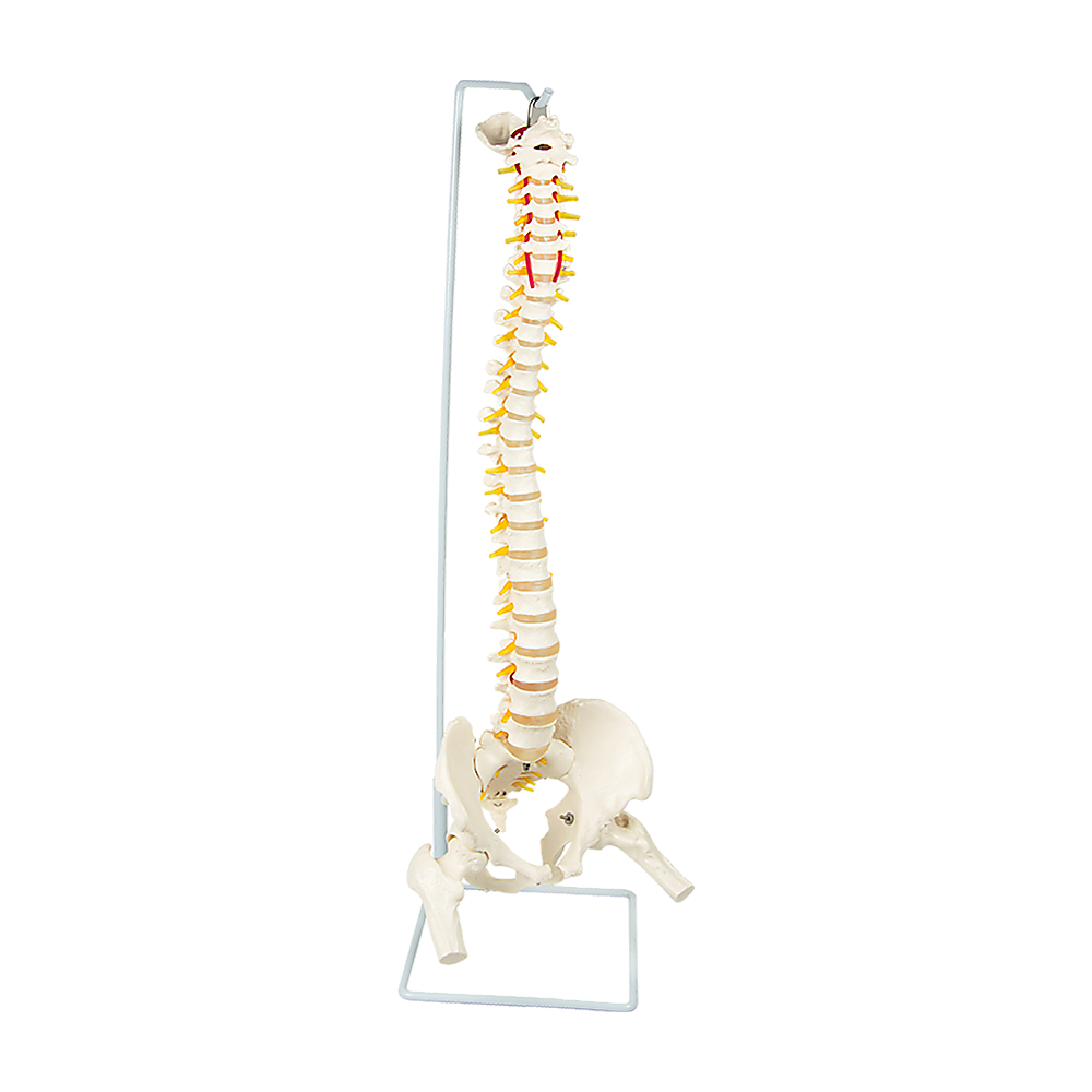 Life Size Flexible Spine Pelvis & Femur Model - Anatomical Skeleton Display V63-835611