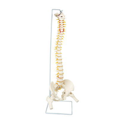 Life Size Flexible Spine Pelvis & Femur Model - Anatomical Skeleton Display V63-835611