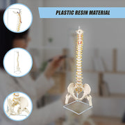 Life Size Flexible Spine Pelvis & Femur Model - Anatomical Skeleton Display V63-835611