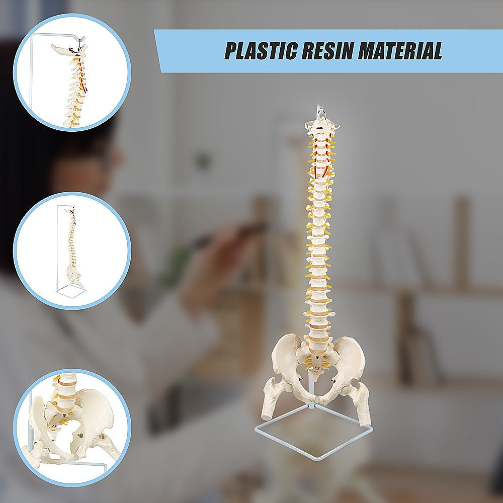 Life Size Flexible Spine Pelvis & Femur Model - Anatomical Skeleton Display V63-835611