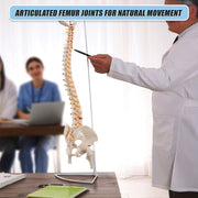 Life Size Flexible Spine Pelvis & Femur Model - Anatomical Skeleton Display V63-835611