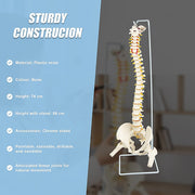 Life Size Flexible Spine Pelvis & Femur Model - Anatomical Skeleton Display V63-835611