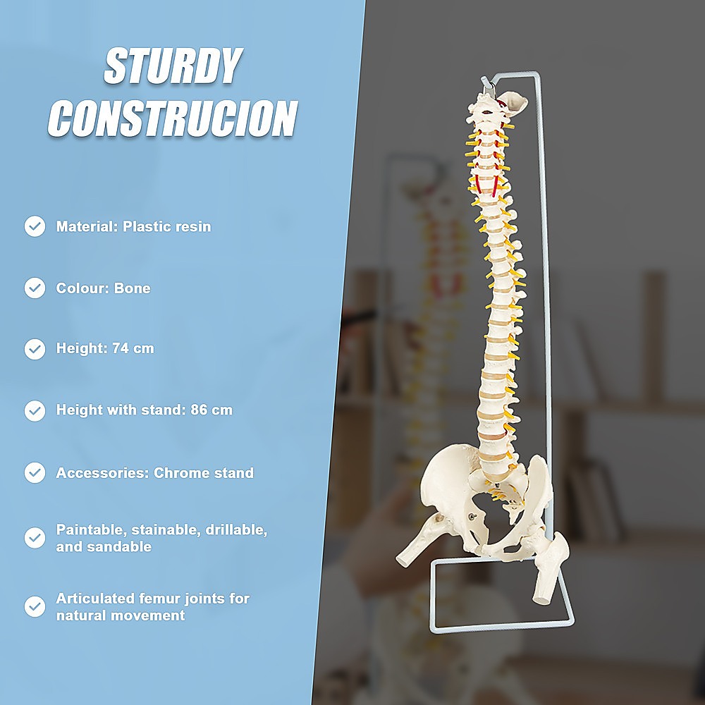 Life Size Flexible Spine Pelvis & Femur Model - Anatomical Skeleton Display V63-835611