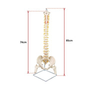 Life Size Flexible Spine Pelvis & Femur Model - Anatomical Skeleton Display V63-835611