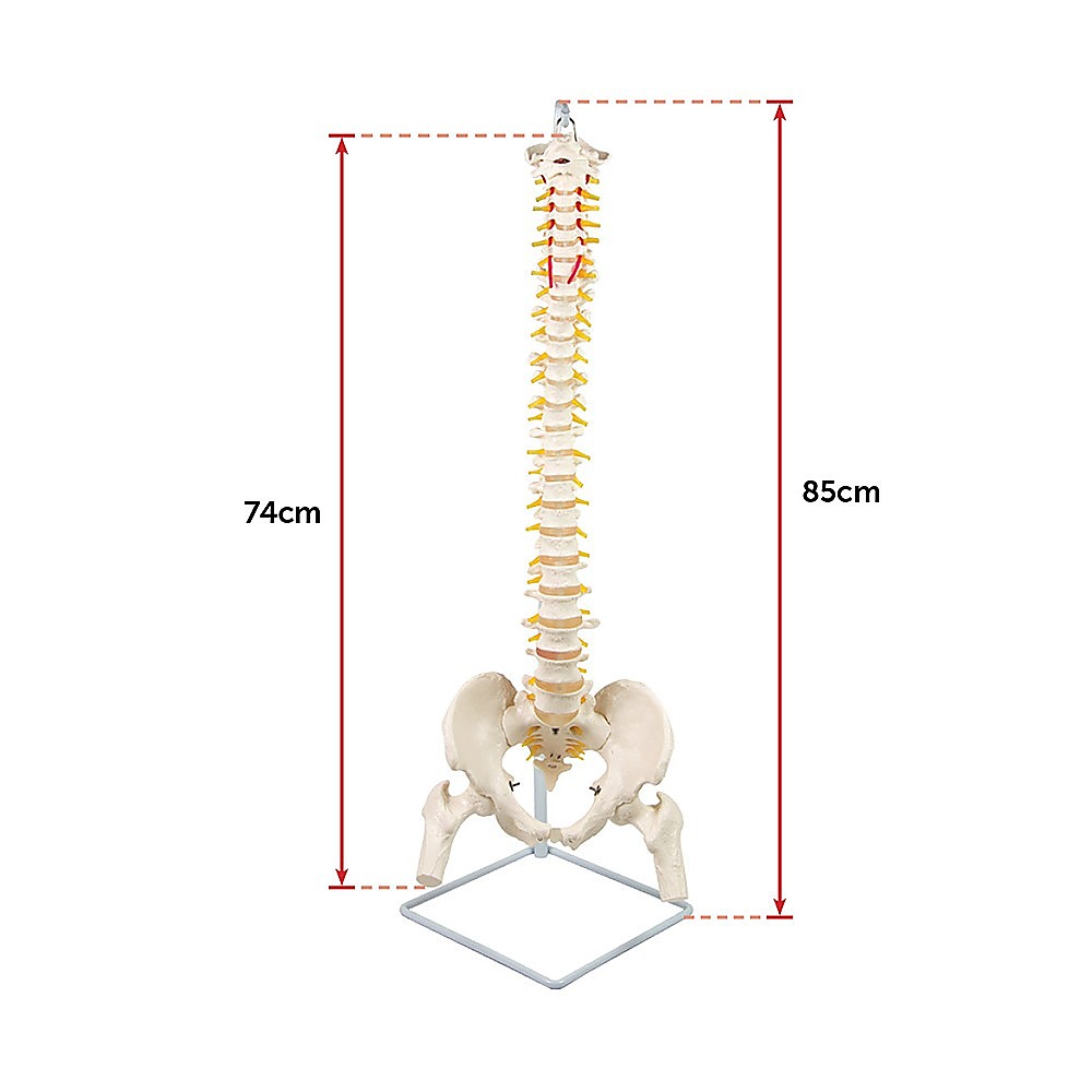 Life Size Flexible Spine Pelvis & Femur Model - Anatomical Skeleton Display V63-835611