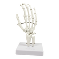 Hand Joint Anatomical Skeleton Model Human Anatomy Study Tool V63-842301