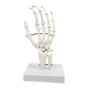 Hand Joint Anatomical Skeleton Model Human Anatomy Study Tool V63-842301