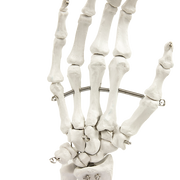 Hand Joint Anatomical Skeleton Model Human Anatomy Study Tool V63-842301