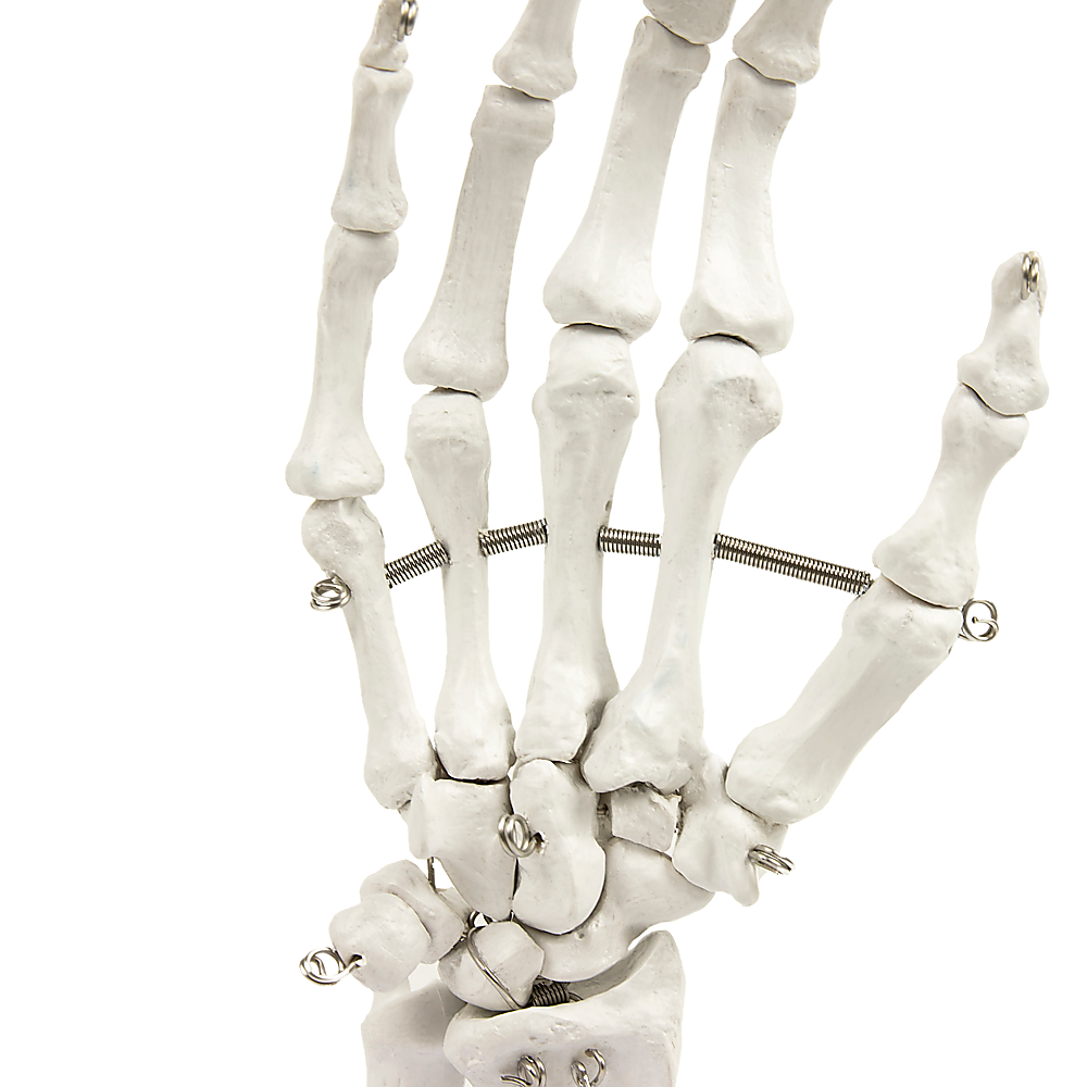 Hand Joint Anatomical Skeleton Model Human Anatomy Study Tool V63-842301