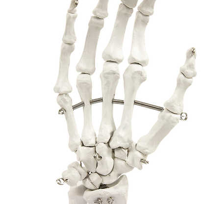 Hand Joint Anatomical Skeleton Model Human Anatomy Study Tool V63-842301
