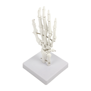 Hand Joint Anatomical Skeleton Model Human Anatomy Study Tool V63-842301