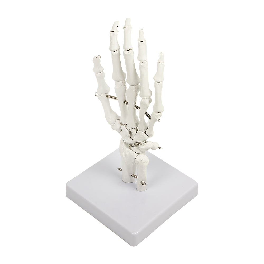 Hand Joint Anatomical Skeleton Model Human Anatomy Study Tool V63-842301