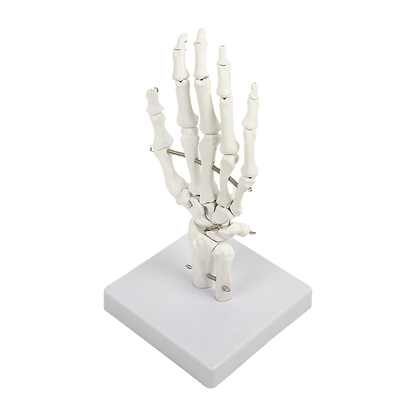 Hand Joint Anatomical Skeleton Model Human Anatomy Study Tool V63-842301